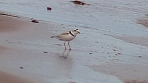 pe-tp-piping-plover