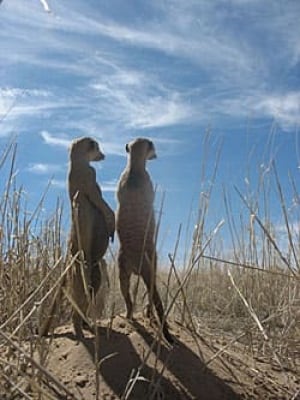 sm-250-meerkats-lukas8hr