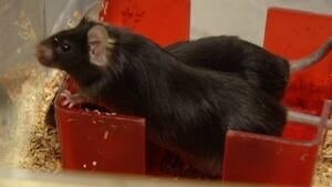 ns-mice-frailty-4col