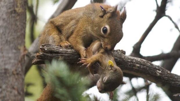 hi-852-red-squirrel-with-baby-dantzer6hr