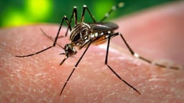 hi-dengue-mosquito-852-cp-0-4col
