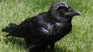 thumb-raven2006