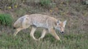 thumb-coyote-vera-csada0911