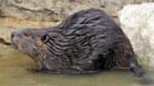 thumb-beaver-wikipedia