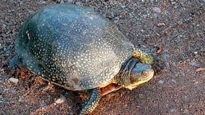 mi-turtle-300-wikipedia