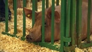 hi-bc-120822-pig-4col