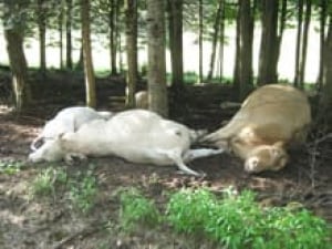 nb-si-dead-cattle2-220