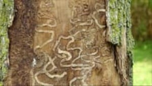 si-ash-tree-infected