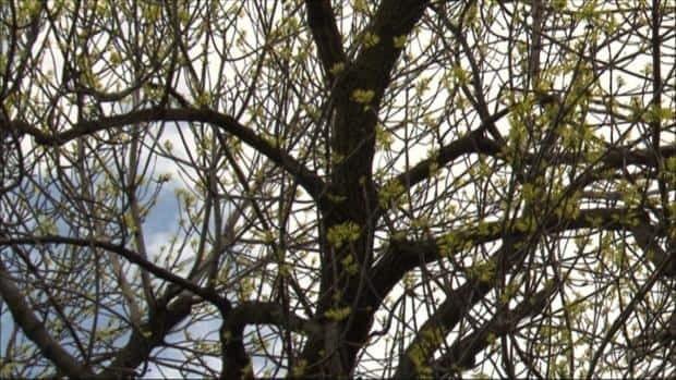li-ash-tree