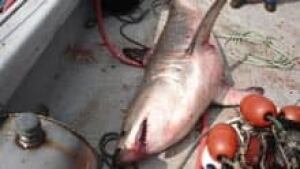 si-nb-dead-shark-220