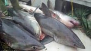 si-nb-porbeagle-sharks-220