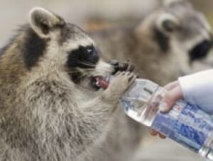 si-raccoon-bottle-220-00767