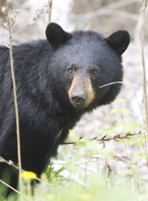 si-bear-timmins-220-0271030