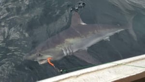 hi-shark-thumbnail-852