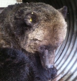 si-bc-120510-grizzly-trap