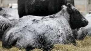 hi-alberta-cow-xl-cp-613976-3col