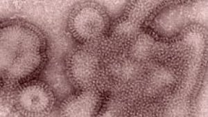 si-h3n2-swine-flu-220-cp-01