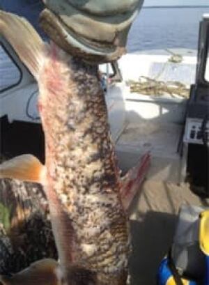 si-fish-cp02736920
