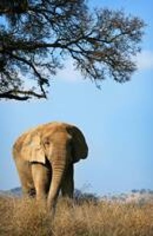 si-toronto-elephants-cp0295