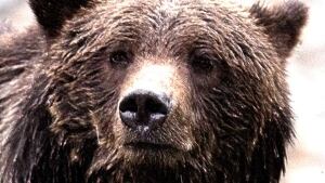 hi-bc-130906-cp-jonathan-hayward-grizzly