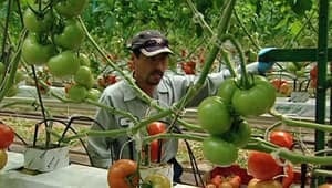 wdr-300-greenhouse
