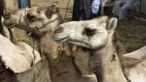 si-mers-camels-220-cp-04836