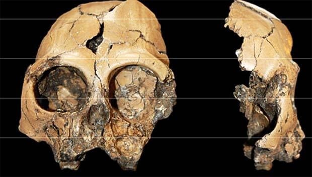 li-ape-cranium-copy