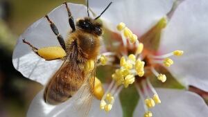 hi-bees-cp-00960415