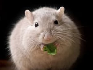 si-fat-mouse-istock