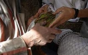 yemen-khat-205