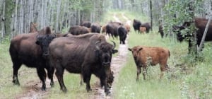 Bison on the road in Wood Buffalo National Park