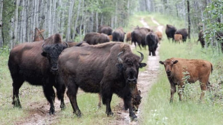 Several bison on a road