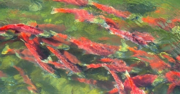 Adams River Sockeye