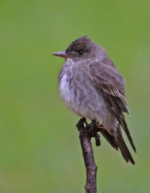 Olive-sided flycatcher