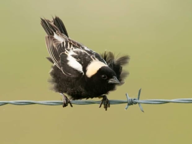 Bobolink