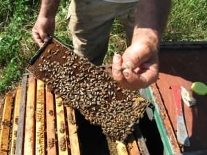 Two bees