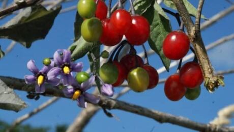 Bill Perks comments: Poisonous bittersweet nightshade fruit and flowers, found on the north side of Quidi Vidi Lake by the old wharf. Nightshade