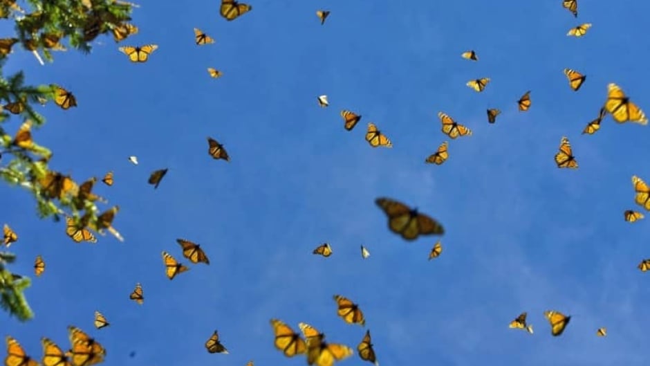 Monarch butterflies flutter against the sky in the Oyamel forest at El Rosario sanctuary in Angangueo, state of Michoacan, Mexico. New research suggests that they come from a wider range of regions throughout North America than previously thought.