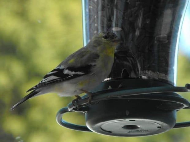 bird feeder