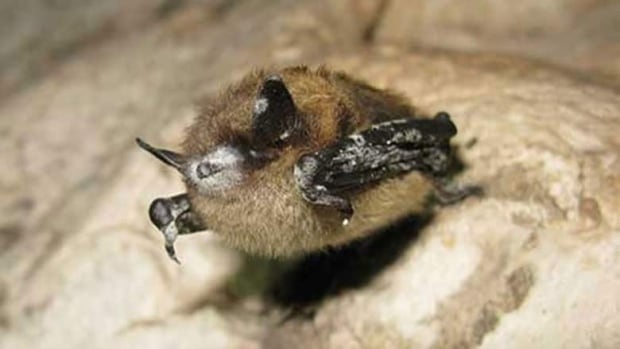 Endangered: Little Brown Myotis