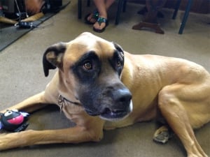 Dog Ozzy hit by hammer in robbery