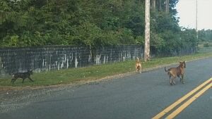 Pit bulls roaming the roads in Popkum