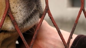 dog snout