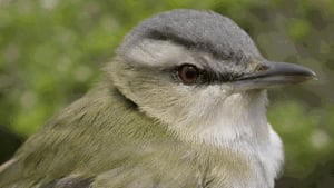 Red-eyed vireo