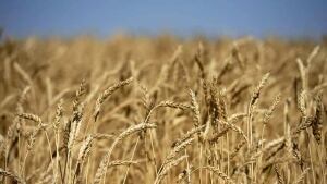 wheat-crop-prairies