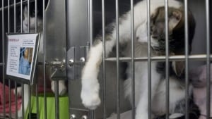Toronto feral cats