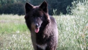 Loki the dog