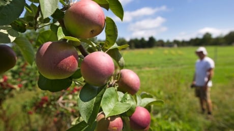 In this Friday, Aug. 30, 2013, photo, Chris Sprague checks on Macintosh apples growing at the Rocky Ridge Orchard, in Bowdoin, Maine. "It's a bumper crop this year," said Sprague. New England's apple crop is expected to be just below its five-year average for 2013, but much better than the 2012 season, challenged by late frost and hail. (AP Photo/Robert F. Bukaty) Food and Farm-New England Apples
