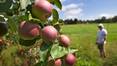 Food and Farm-New England Apples