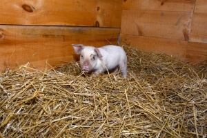 piglet fall